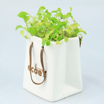 Environmental Planted Gift, Green Gifts, singapore corporate gifts
